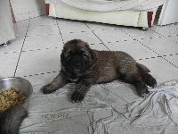 CHIOT