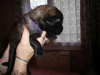 BB VIOLETTE