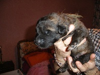 BB KAKI