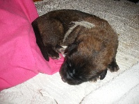 BB GRISE
