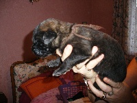 BB MARRON