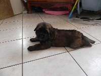 CHIOT