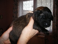 BB ROSE