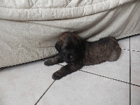 CHIOT